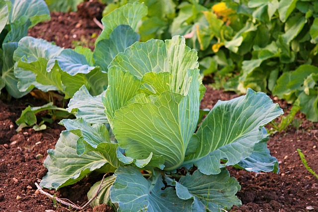 Regenerative Agriculture: What It Is, Practices, Pros & Cons, & More